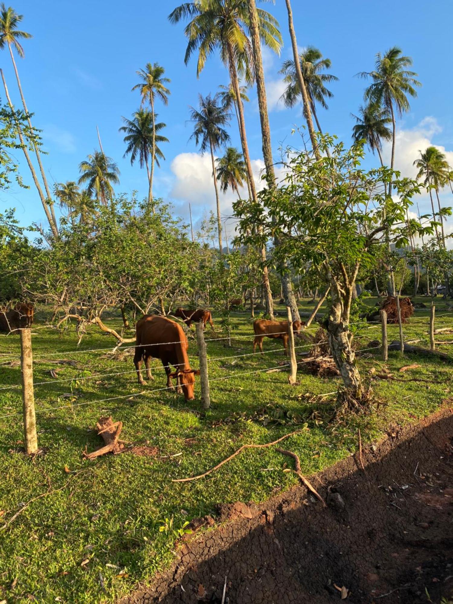 Huahine Serenity Cottage Maroe Exterior photo
